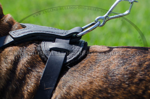 Dog Harness for Boxer Dog