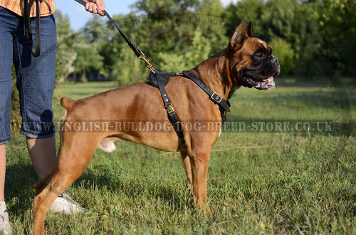 Dog Harness for Boxer Dog