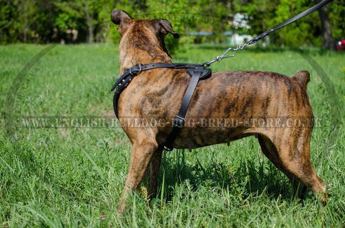 Dog Harness for Boxer