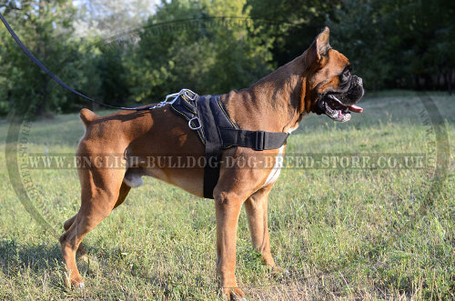 Dog Harness for Boxer