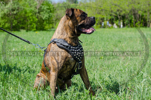 Dog Harness for Boxers UK