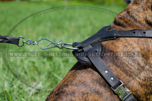 Easy Walk Harness Size for Boxers