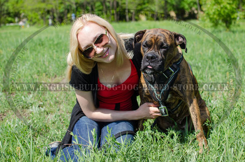 Harness for Boxer Dog in UK