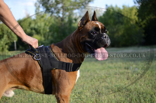 Harness for Boxer Dog in UK