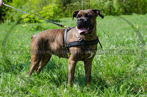 Leather Boxer Dog Harness