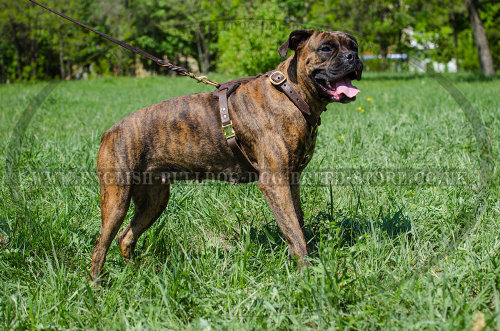 Leather Boxer Dog Harness