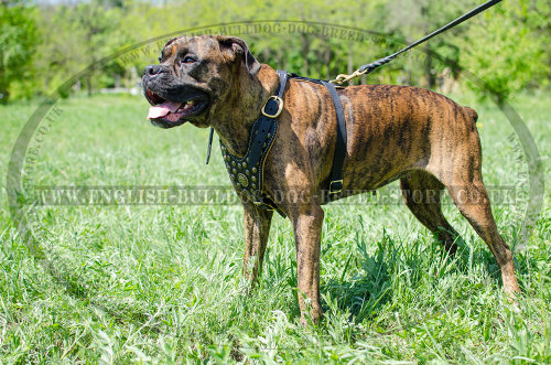 Leather Dog Harness for Boxer