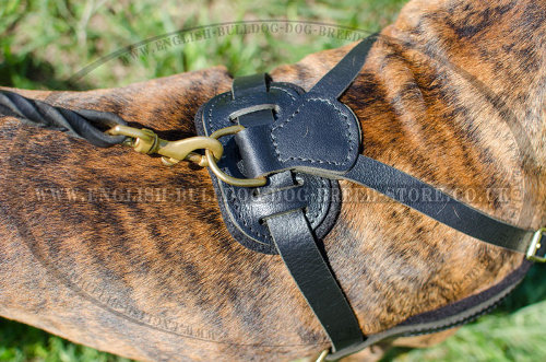 Leather Dog Harness for Boxer