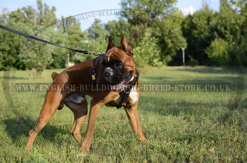 Leather Dog Harness for Boxer