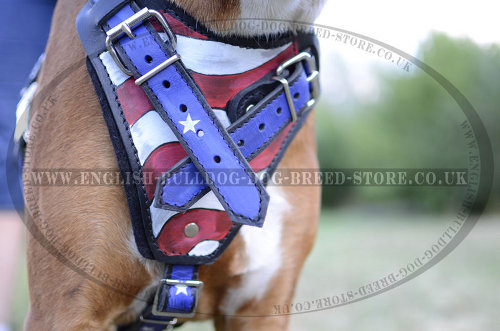 Leather Dog Harness for Boxer