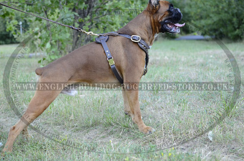 Leather Dog Harness for Boxer