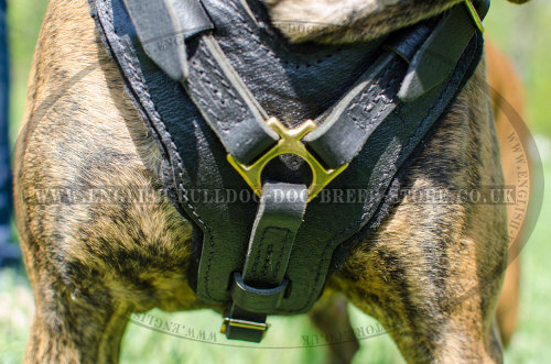 Leather Dog Harness for Boxer