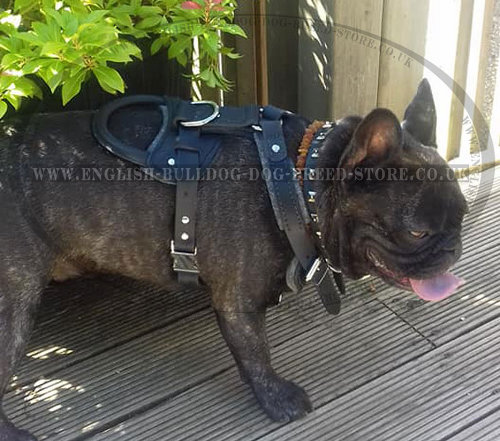 Leather Dog Harness French Bulldog