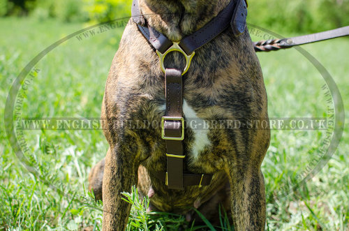 Leather Dog Harness for Boxer