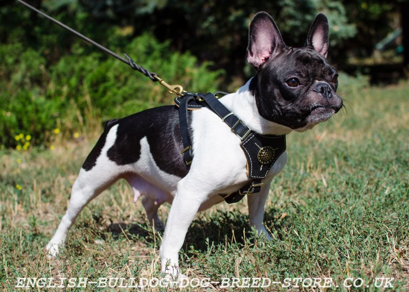 55+ Leather French Bulldog Harness - l2sanpiero