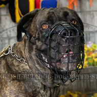 Dog Muzzle for Bullmastiff Walking and Training in Every Season