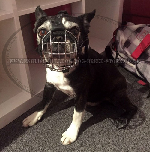 Muzzle for Boston Terrier UK