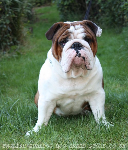 Choose Chain Collar for Bulldog : English bulldog Online UK Shop ...
