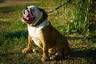 Rich in Decor English Bulldog Leather Collar Cones and Spikes