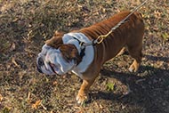 English Bulldog "Trainer" Silent Rolled Leather Choke Dog Collar