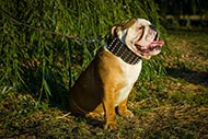 Studded Massive Leather Dog Collar for Strong English Bulldog