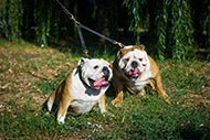 Walking Leather Leash Coupler for Owning Two English Bulldogs