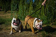 English Bulldog Nylon Dog Leash Two Carbines Multi-Function Use