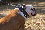 Massive Leather Dog Collar Spiked & Studded for English Bulldog