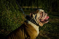 English Bulldog Leather Collar with Golden Spikes & Round Studs