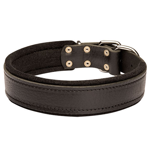 Bestseller! Comfortable Leather Bulldog Collar with Soft Felt Padding