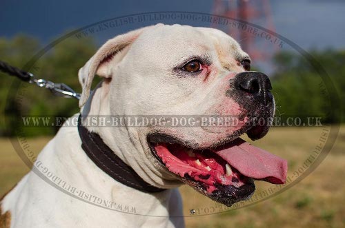 American Bulldog Collar of Felt Padded Leather for Super Comfort