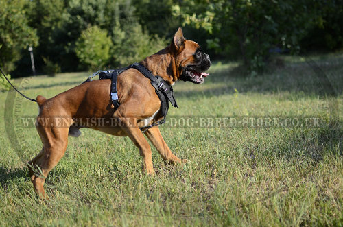 Best Dog Harness for Boxer Agitation and Protection Work