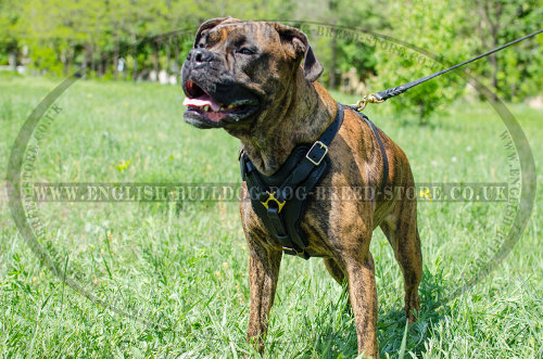 Boxer Dog Chest Harness of Leather for Attack and Agitation