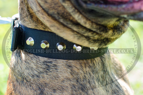 Boxer Dog Collar of Nylon with Pyramids for Walks and Training