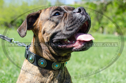 Boxer Dog Leather Collar with Blue Stones and Vintage Brooches