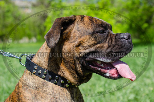 Boxer Dog Leather Collar with Silver-Like Cones of Fancy Design