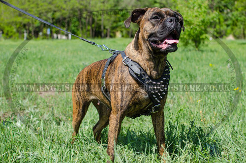 Boxer Dog Walking Harness of Quality Leather with Spikes