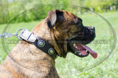 Boxer Leather Dog Collar with Vintage Conchos for Daily Use