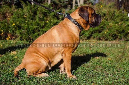 Bullmastiff Collar Leather Spiked and Studded, Exquisite Design