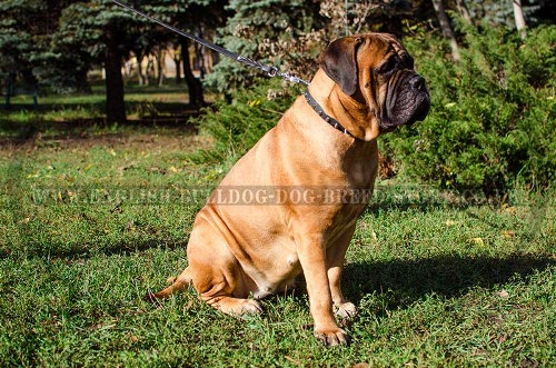 Bullmastiff Dog Collar of Thin Leather with Row of Spikes