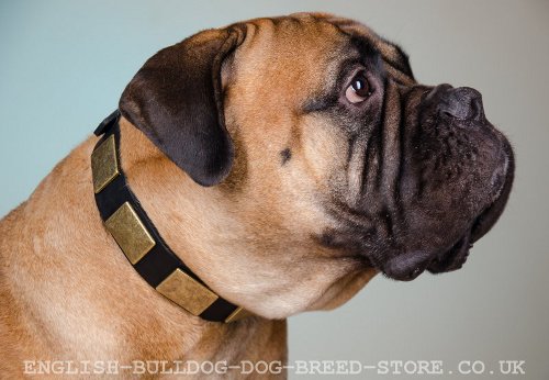 Bullmastiff Dog Collar of Fine Leather with Large Brass Plates