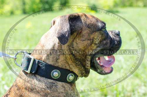 Dog Collar for Boxer Walking and Training of Nylon with Conchos