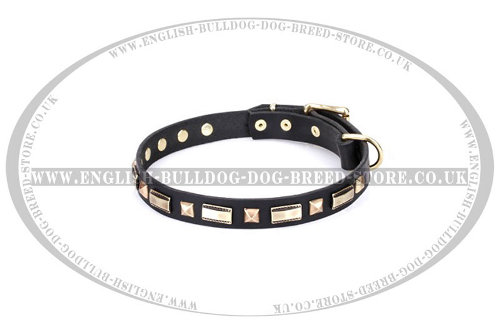 English Bulldog Collar by FDT Artisan "Golden Elegance"