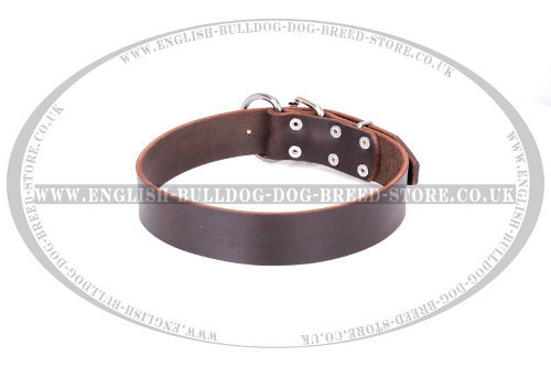 English Bulldog Collar of Classic Design in Dark Brown Leather