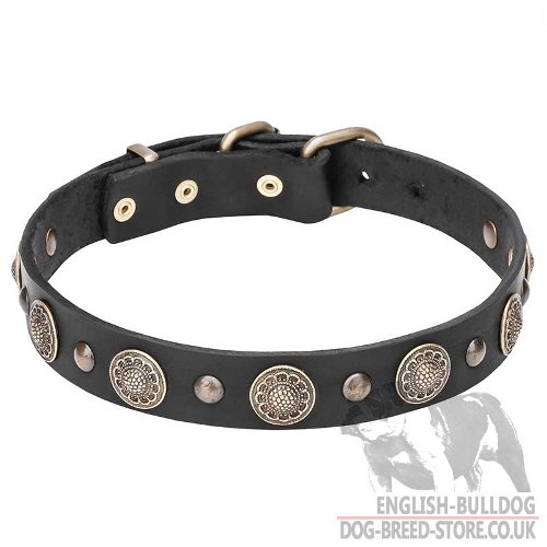 English Bulldog Collar of Leather with Brass Flowers and Studs - Click Image to Close