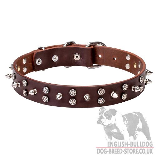 English Bulldog Collar Leather with Chromized Spikes and Stars