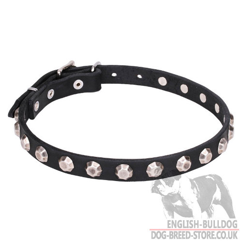 English Bulldog Studded Collar, Thin Leather with Faceted Cones