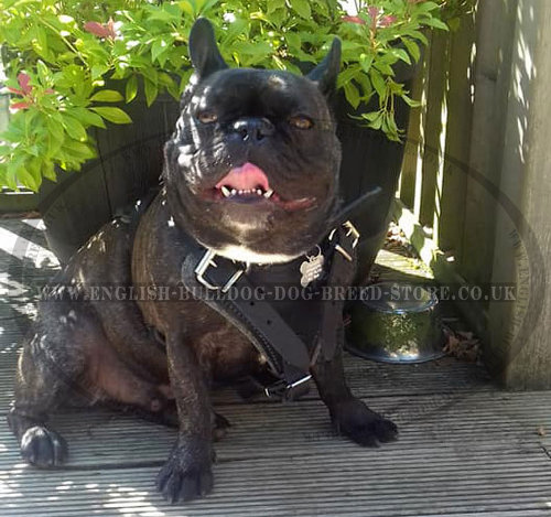 French Bulldog Leather Harness of Extra Strength for Dog Control