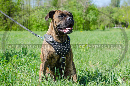 Harness for Boxer Dog in UK of Leather with Pyramid Studs