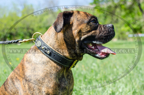 Leather Collar for Boxer with Nappa Lining and Royal Decorations